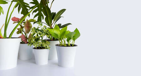 many Araceae liana houseplant - Ficus elastica, Scindapsus Aureus Neon, Schefflera Arboricola...