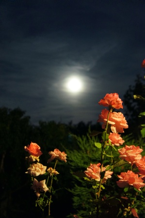 Roses and full moonの写真素材