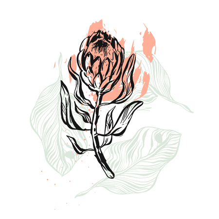Hand drawn vector graphic abstract floral illustration of ink protea flower isolated on white background.Design decoration elements for greeting,save the date,birthday cardsのイラスト素材