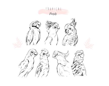 Hand drawn vector graphic line illustration collection set of tropical exotic paradise birds parrots isolated on white background.のイラスト素材