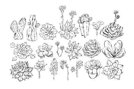 Hand drawn vector abstract ink graphic brush textured sketch drawing big collection set with succulent and cactus flowers isolated on white background.Wedding and Birthday decoration elementsのイラスト素材