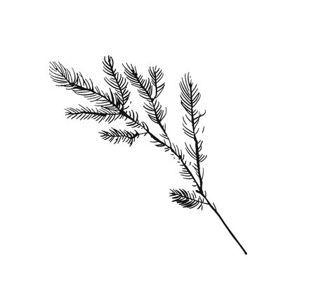 Hand drawn vector Merry Christmas rough freehand graphic greeting decoration design element with ink scandinavian Christmas tree branch isolated on white background.のイラスト素材