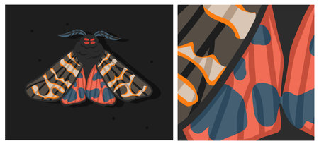 Hand drawn abstract vector clipart illustration collection with butterfly and moth illustration...