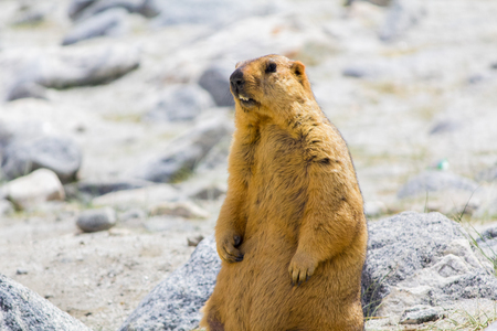 Standing Marmotの写真素材