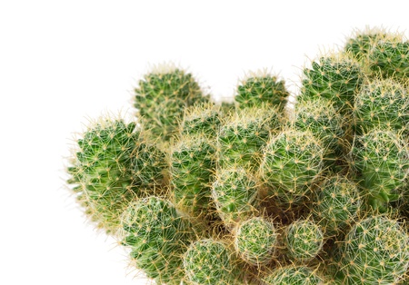 Green cactus close up, isolated on a white backgroundの写真素材