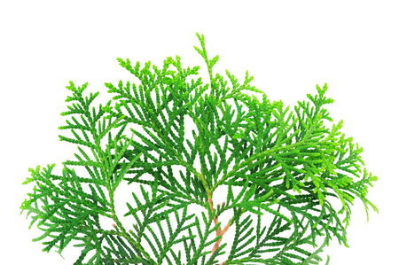 Young branch of a thuja isolated on a white backgroundの写真素材