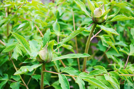 Unopened peony buds in a spring gardenの写真素材
