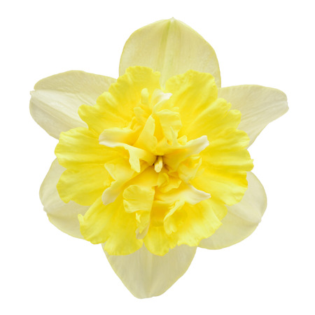 Yellow narcissus flower isolated on a white backgroundの写真素材