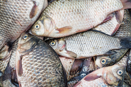 Fresh raw fish crucian (river carp) closeupの写真素材