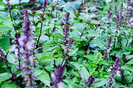 Blossoming basil on a bed in the gardenの写真素材