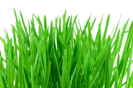 Green grass isolated on the white background