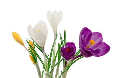 Crocus flowers isolated on white background の写真素材