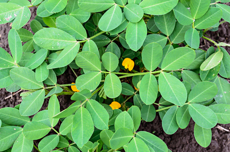 Young groundnut or peanut leaves backgroundの写真素材