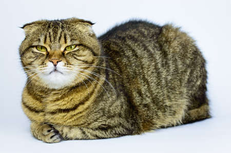 Scottish fold cat on the white background. close up shotの写真素材