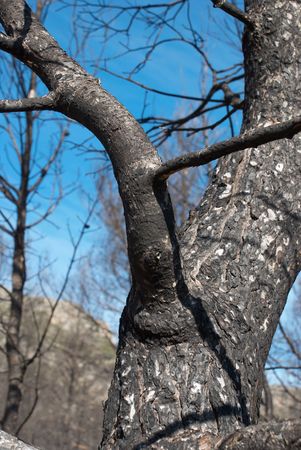 Dead pine tree after a forest fire
