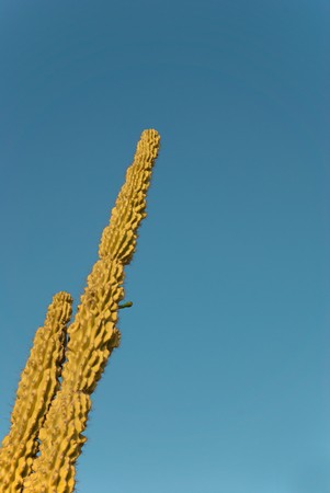 Tall cactus trunks against blue sky, copy space availableの写真素材
