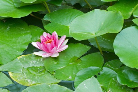 A flowering lily plant in a park pondの写真素材