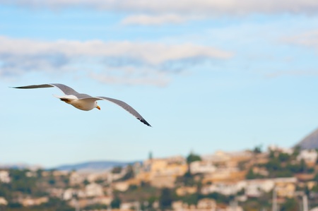 Early morning flight of a segull against the background of a Mediterranean villageの写真素材