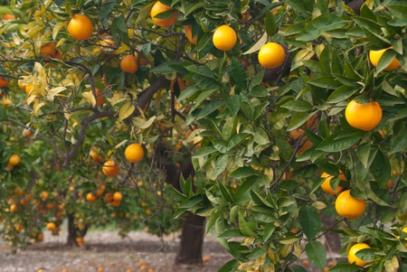 Orange tree  loaded with fresh fruit ready to pickの写真素材