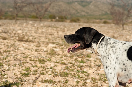 Black and white pointer hunting dog in full alertnessの写真素材