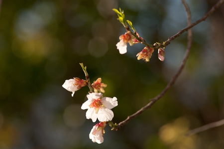 Almond tree blossom, every February around the Mediterraneanの写真素材