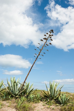 Agave growing on top of a sandy duneの写真素材
