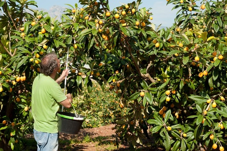 Agricultural worker during the loquat harvest seasonの写真素材