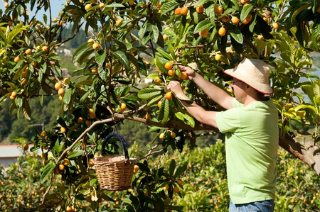 Agricultural worker during the loquat harvest seasonの写真素材