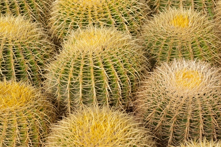 Full frame take of  a barrel cactus known as mother in law cushionの写真素材