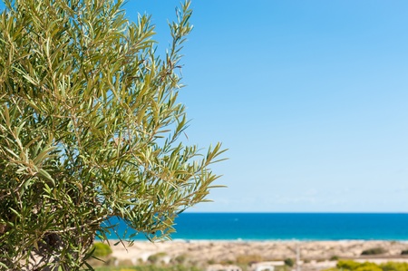 Olive tree branches against the beautiful background of the Mediterraneanの写真素材