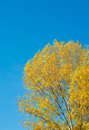 Golden leaves on a deciduous tree, a seasonal backgroundの写真素材
