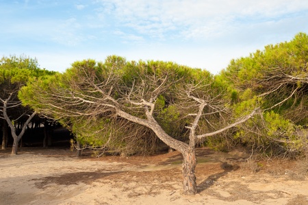 Windswept Mediterranean pine tree forest, the forces of natureの写真素材