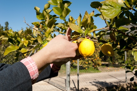 Lemon harvest worker cutting ripe fruit off the treeの写真素材