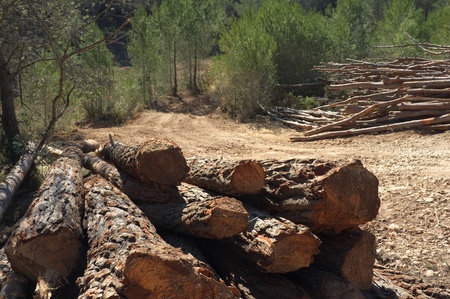 Piles of felled pine tree trunksのeditorial素材