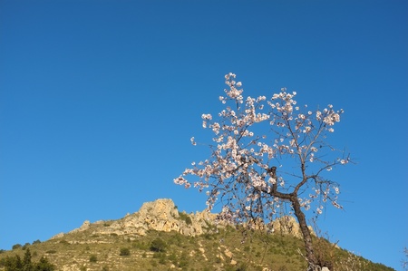 Flowering almond tree amidst mountain landscapeの写真素材