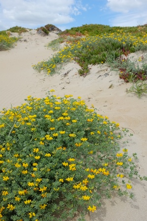 Spring blossom on  a duneの写真素材