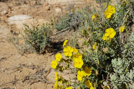 Flowerign primerose shrub on sandy soilの写真素材