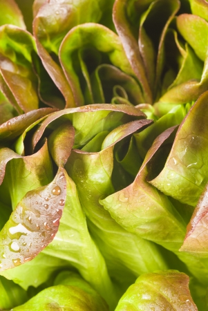 Full frame take of a fresh lettuceの写真素材