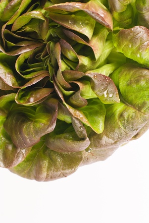 Fresh moist lettuce isolated on white backgroundの写真素材