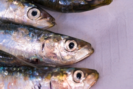 Raw sardines, a Mediterranean bluefish classicの写真素材
