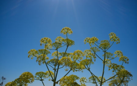 Dill flowers under a warm spring sky 