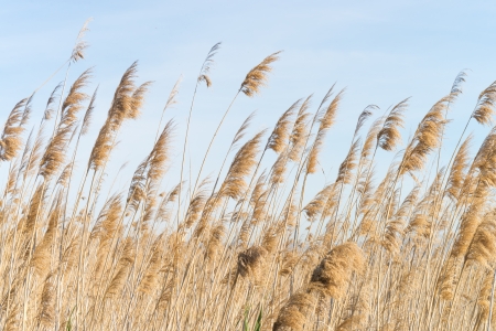 Wind bent reeds in a wetlands areaの写真素材