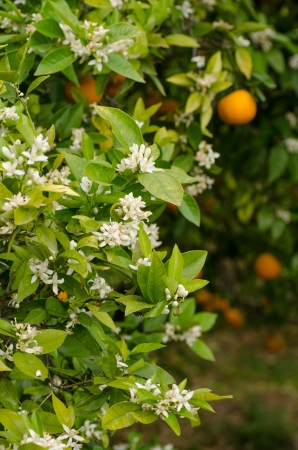 Azahar  blossom, the aromatic springtime in orange tree orchardsの写真素材
