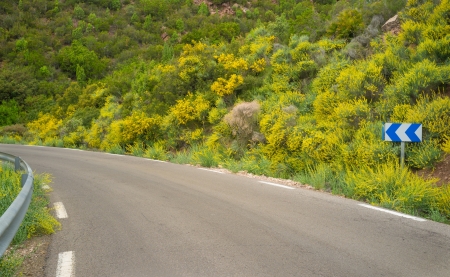 Small country road framed by yellow genista blossomの写真素材