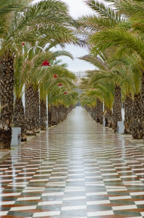 Palm tree lined promenade on a rainy dayの写真素材