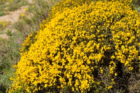 Flowering broom shrub  in its distinct vibrant yellowの写真素材