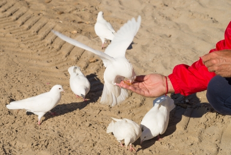Male hand streched out feeding pigeons in a parkの写真素材