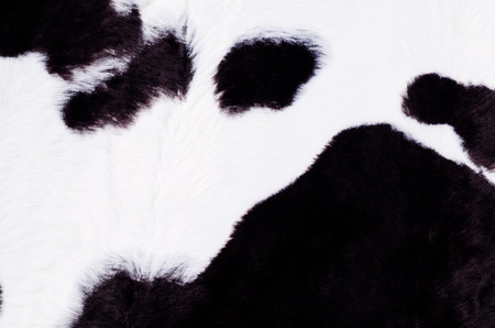 Black and white cow skin in the shape of a rugの写真素材