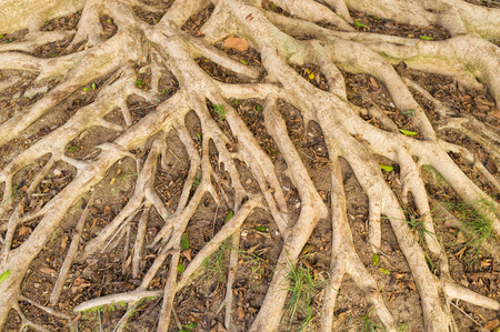 Intrincate aerial roots of a huge tree