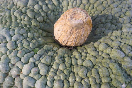 Full frame takeof the rugged skin of a pumpkinの写真素材